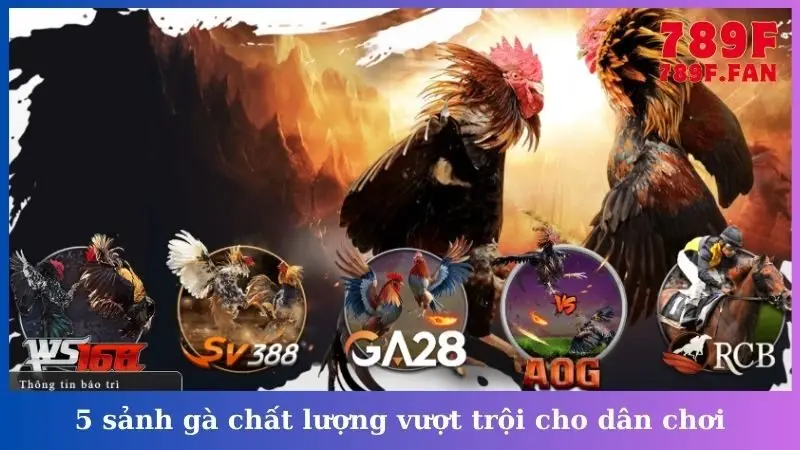5 sảnh gà chất lượng vượt trội cho dân chơi