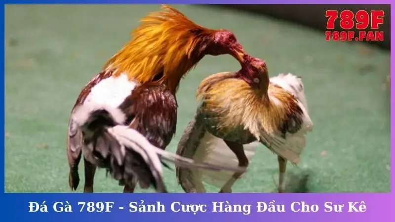 Đá Gà 789F - Sảnh Cược Gà Đá Chất Lượng Hàng Đầu Cho Sư Kê