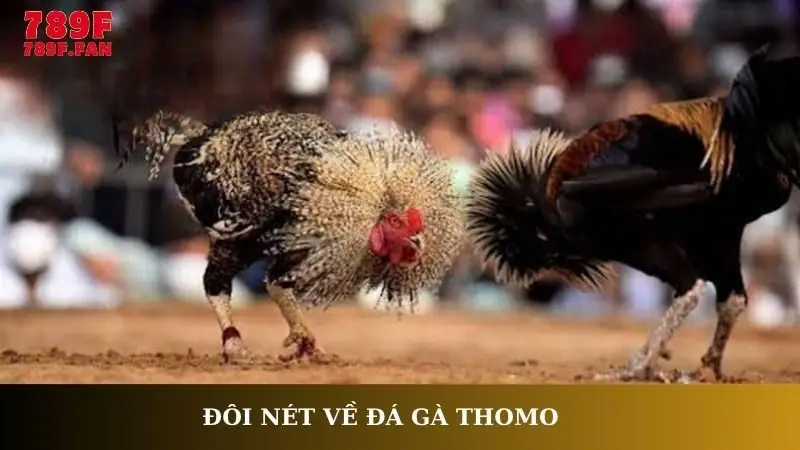 Đôi nét về đá gà Thomo